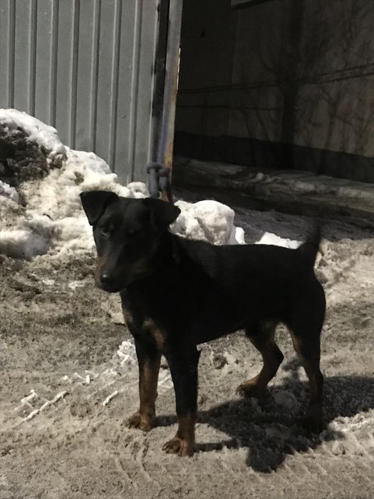 Продам ягдтерьер щенок