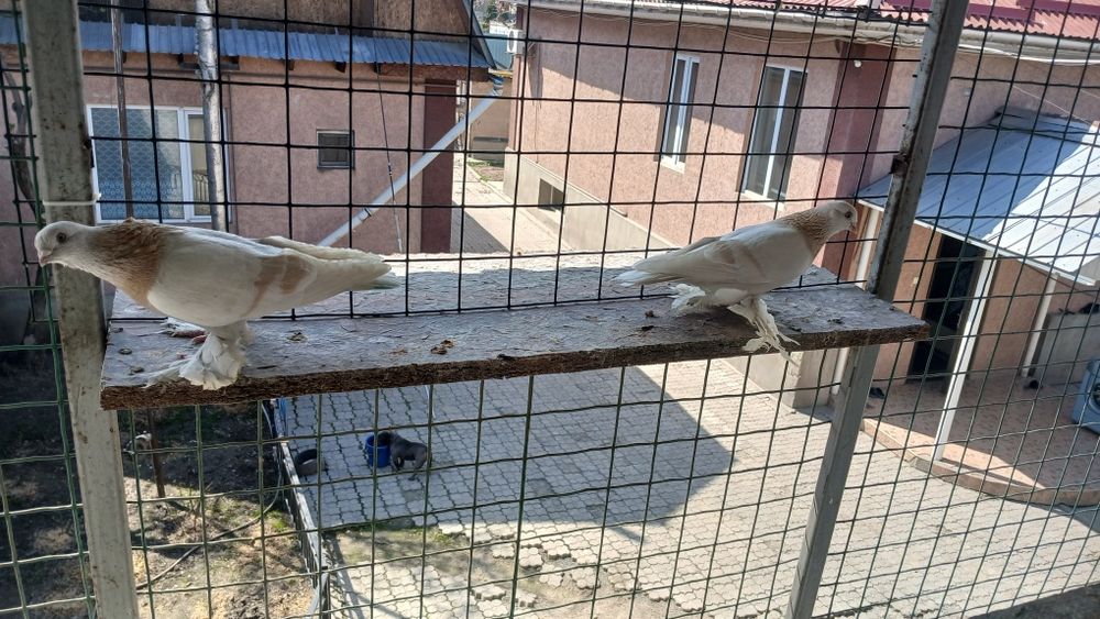 Голуби голуби голуби