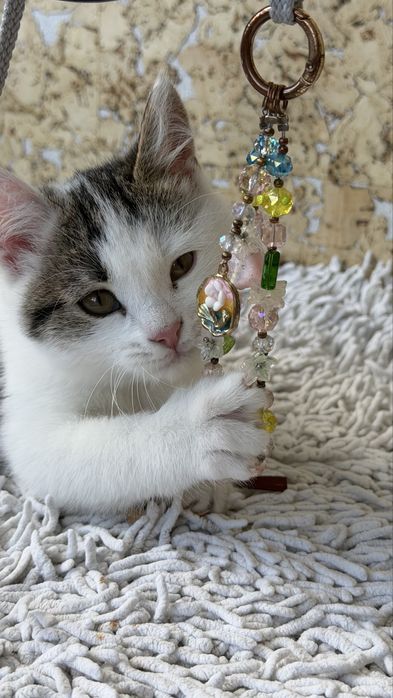 Котенок, девочка, 3 месяца