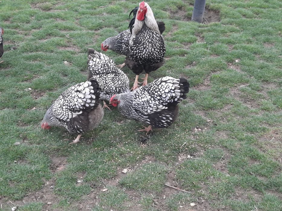 Ouă pentru incubat de la găini wyandotte( găinile nu sunt de vînzare)