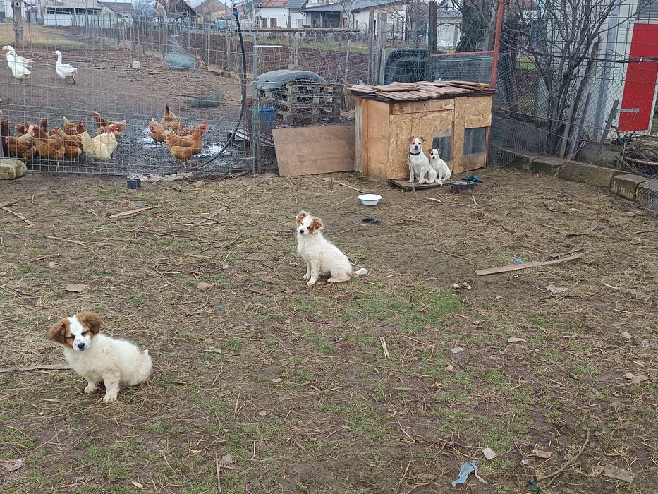 Donez căței talie mică