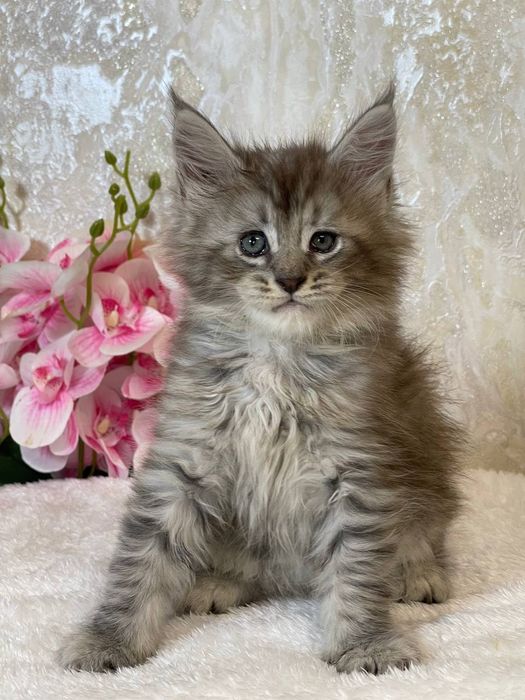 Продается Мальчик мейнкун