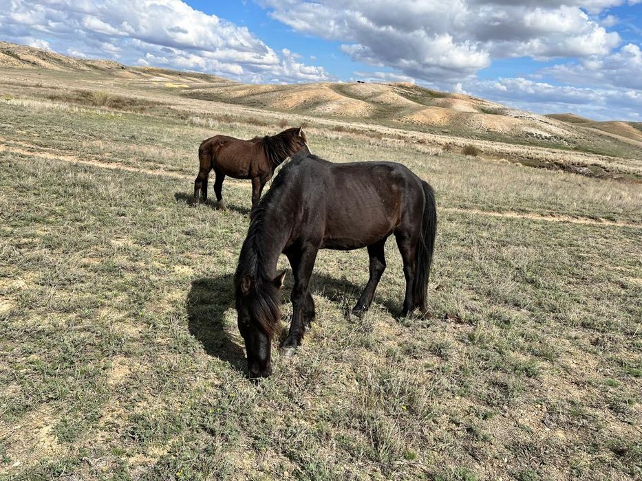 Екі қазақы жабы айғырлар сатылады