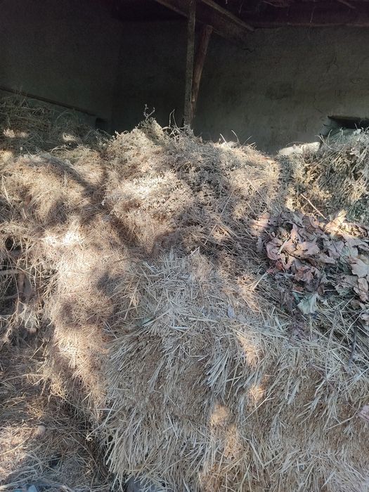 Gʻoʻlin 1kg 3500soʻm yemi,beda oʻtlari sotiladi ham