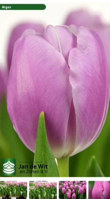 Тюльпаны к 8 марта