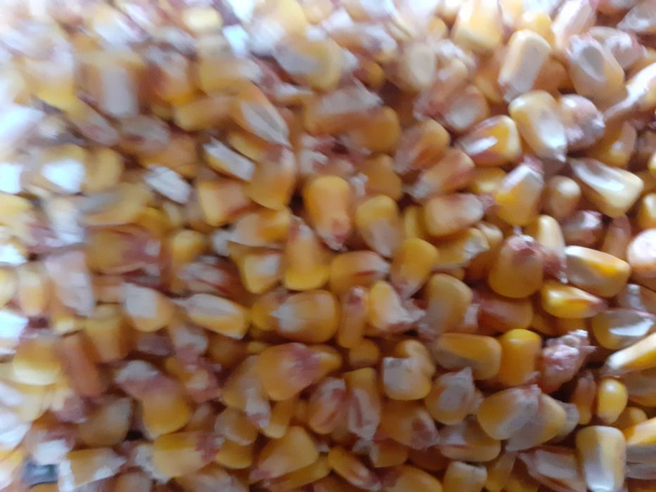 Porumb de vanzare