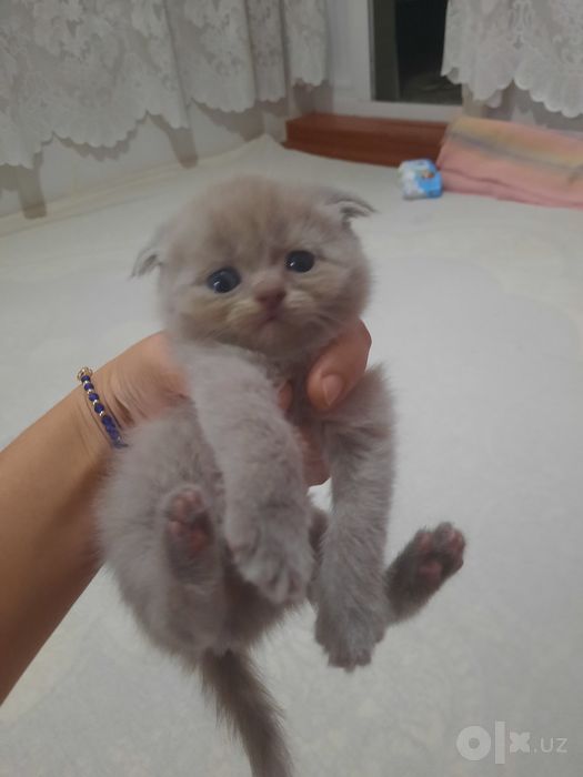 Продают катята  мальчик  девочка  1  месяц