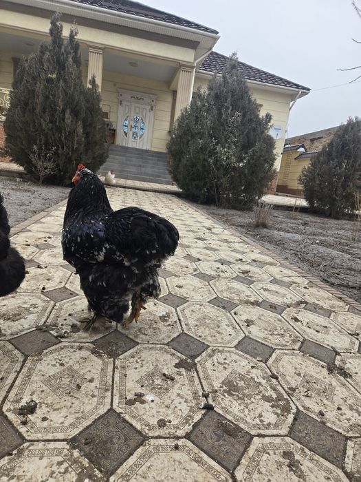 Петух, брама, кокинхин