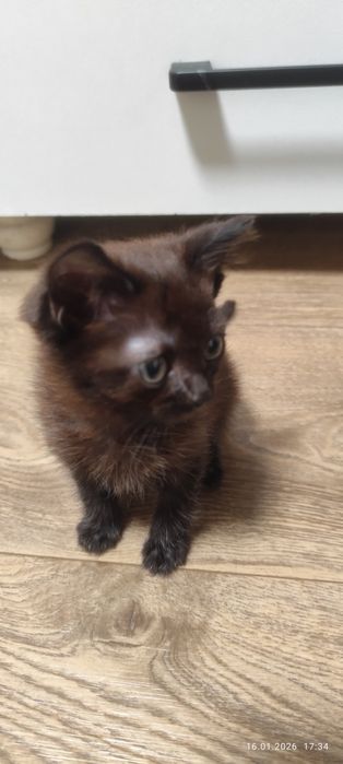 Отдам котенка даром