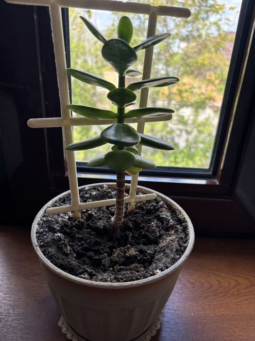 Продаю  денежное дерево