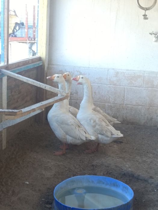 Продается Гусак и Индюки