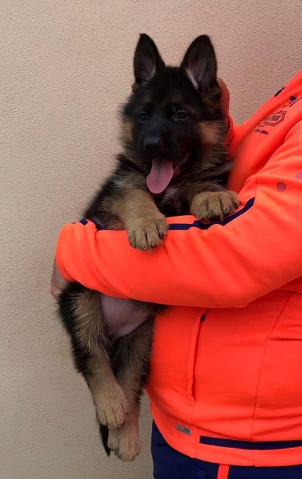Femela ciobanesc german cu pedigree TOP