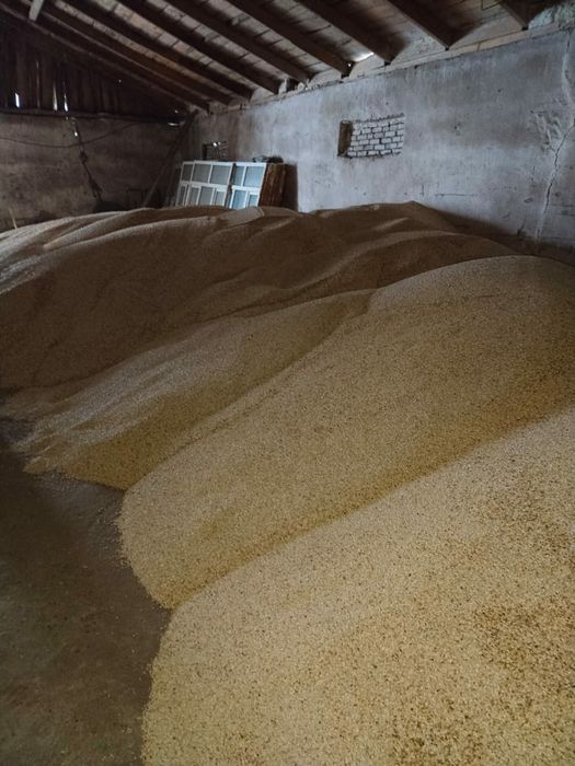 Сафлор урожай 2025года