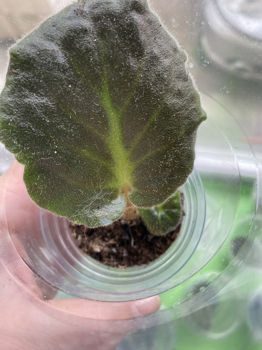 Лист с деткой фиалки