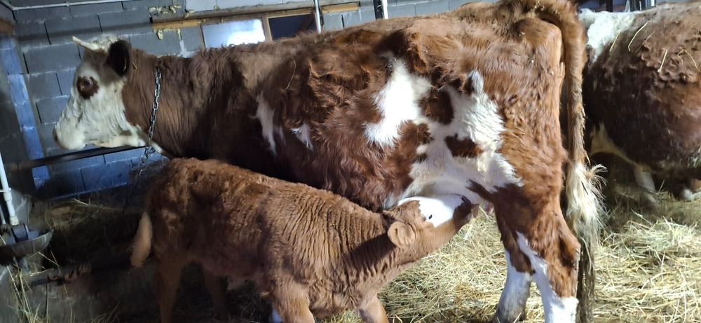 Vând vaci baltata românească