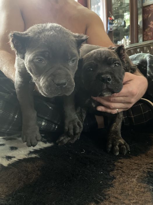 Итальянский кане корсо щенки