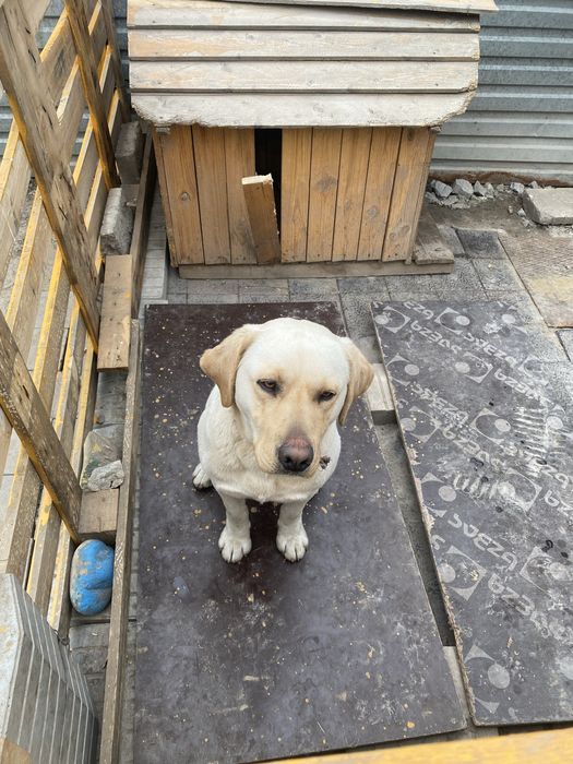 Срочно продам лабрадор цена 1деньь