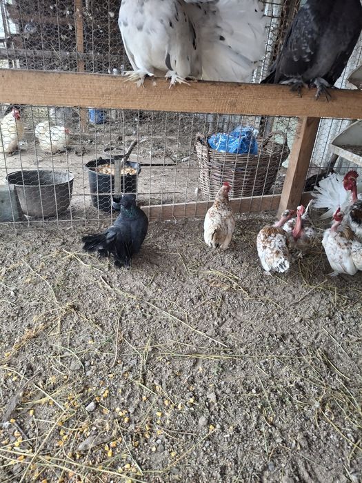 Porumbei voltati indieni