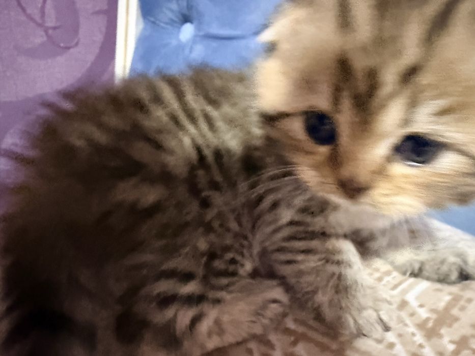 Мушук, котенок, мушукча, кошка Scottish Fold – золотая шиншилла табби