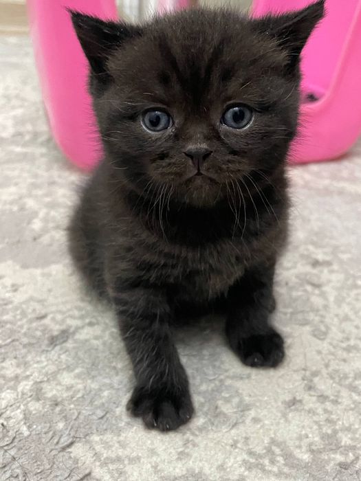 Mushuklar (кошка)