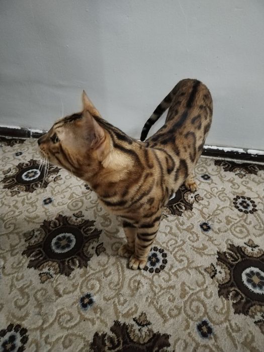 Бенгалиски мушук сотилади