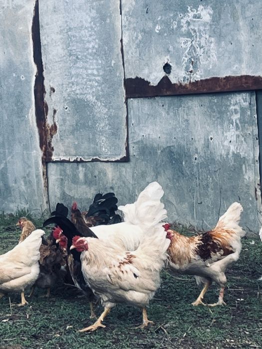 Продам петухы молодняки