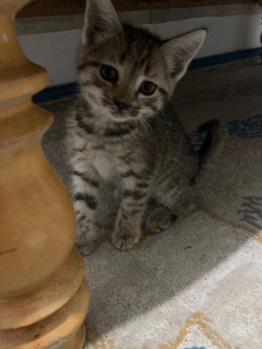 Котенки 1 месяцев