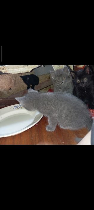Отдам котят в хорошие руки