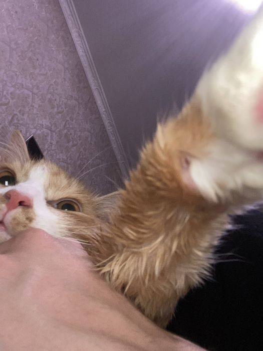 Нажим кот Турецкая ангора