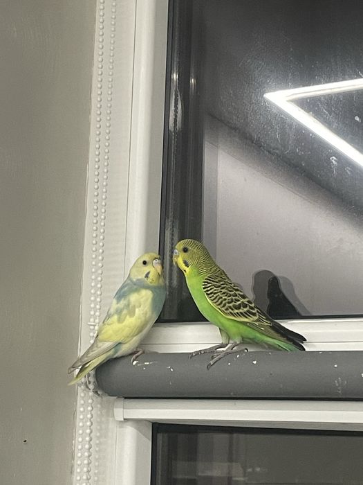Продам попугаев,парочка