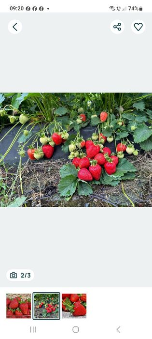 Stoloni capsuni soi romanesc