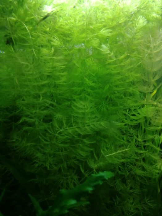 Аквариумные растения