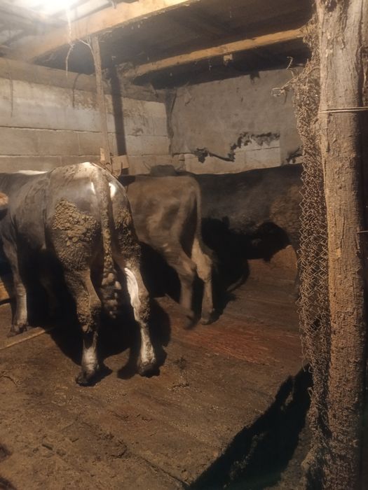 Продам быков 4 головы