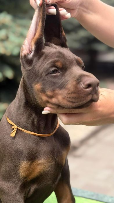 Европейски доберман  European Doberman