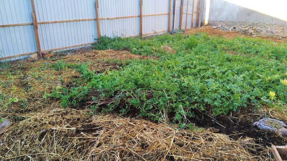 Parnik va Gul oʻstirish uchun Biogomus (bu  Chirindi,Qora tuproq)