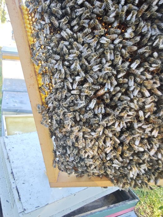 Vând 100  familiii de albine !