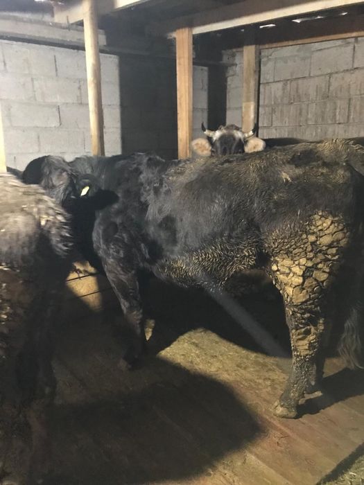 Продается первотелка