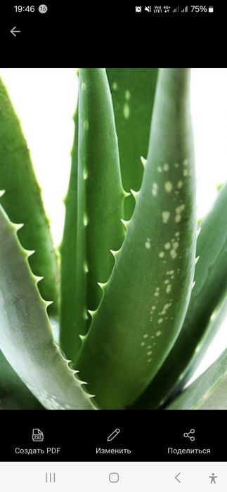 Алое лекарственный