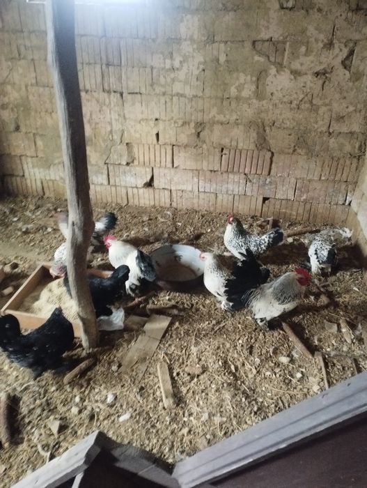 Vând ouă gainușe liliputi mii de flori