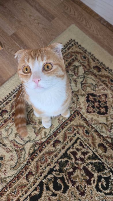 Кошки и котики в добрые руки