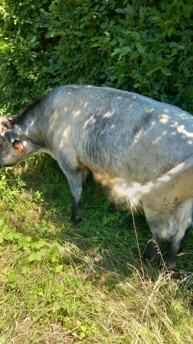 Vând taur albastru belgian