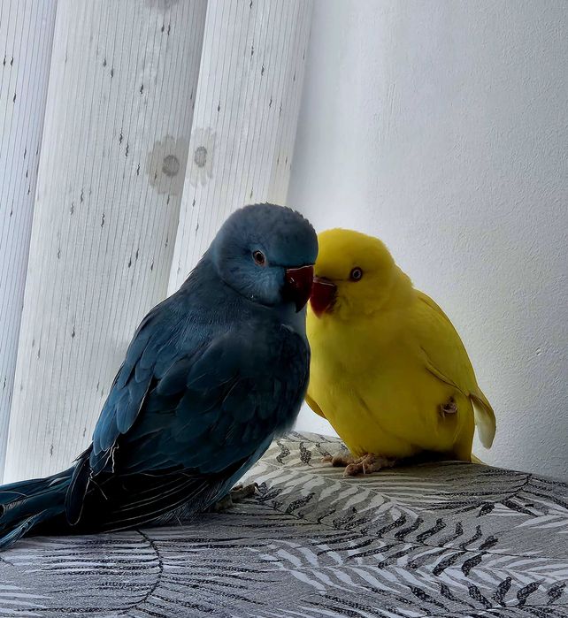 Vând papagali Micul Alexander