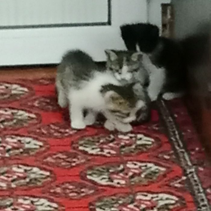 Mushuk bolalari hadya