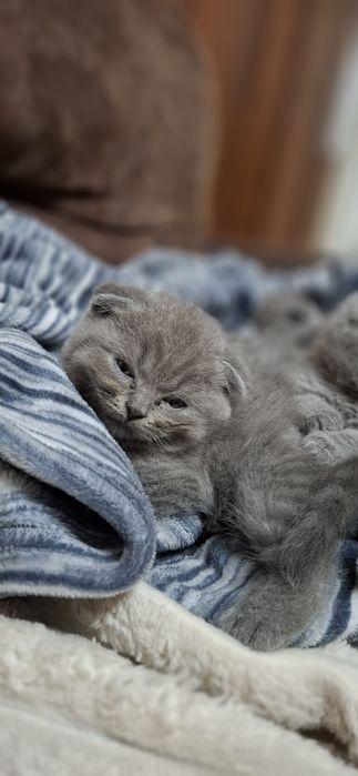 Pusicii Scttish Fold