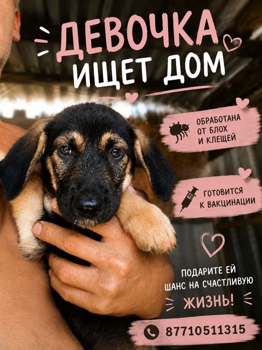Отдам щенка в добрые руки