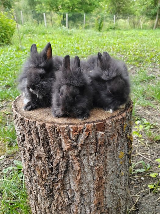 Vând iepuri cap de leu