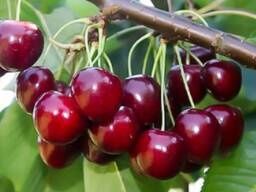 Жемис кошеттери Шыршылар