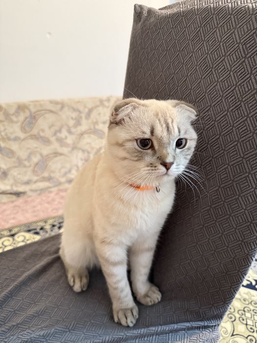 Шотландская вислоухая кошка
