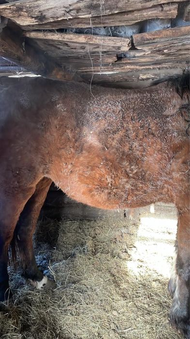 Продам байтал с откорма