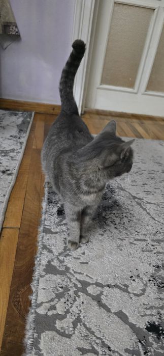 Беременная кошка, в хорошие руки